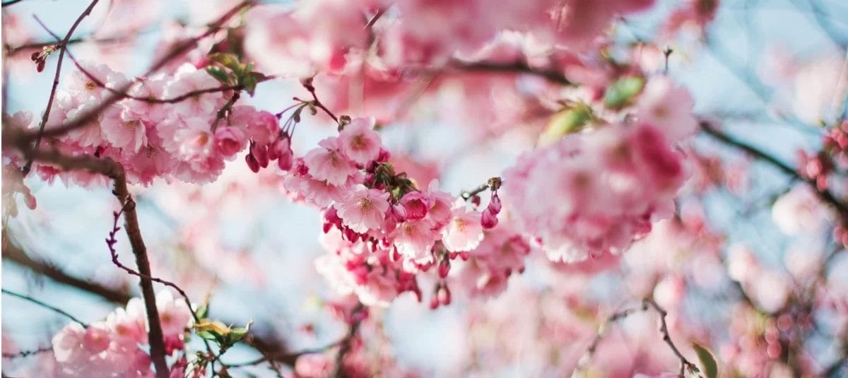 A close up of pink blossoms on a tree in an early learning center.